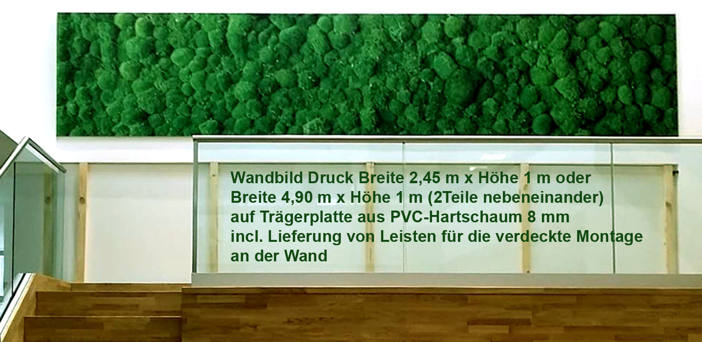moosbildd4 Wandbild Kugelmoos 2,45x1,0 m (BxH) gedruckt