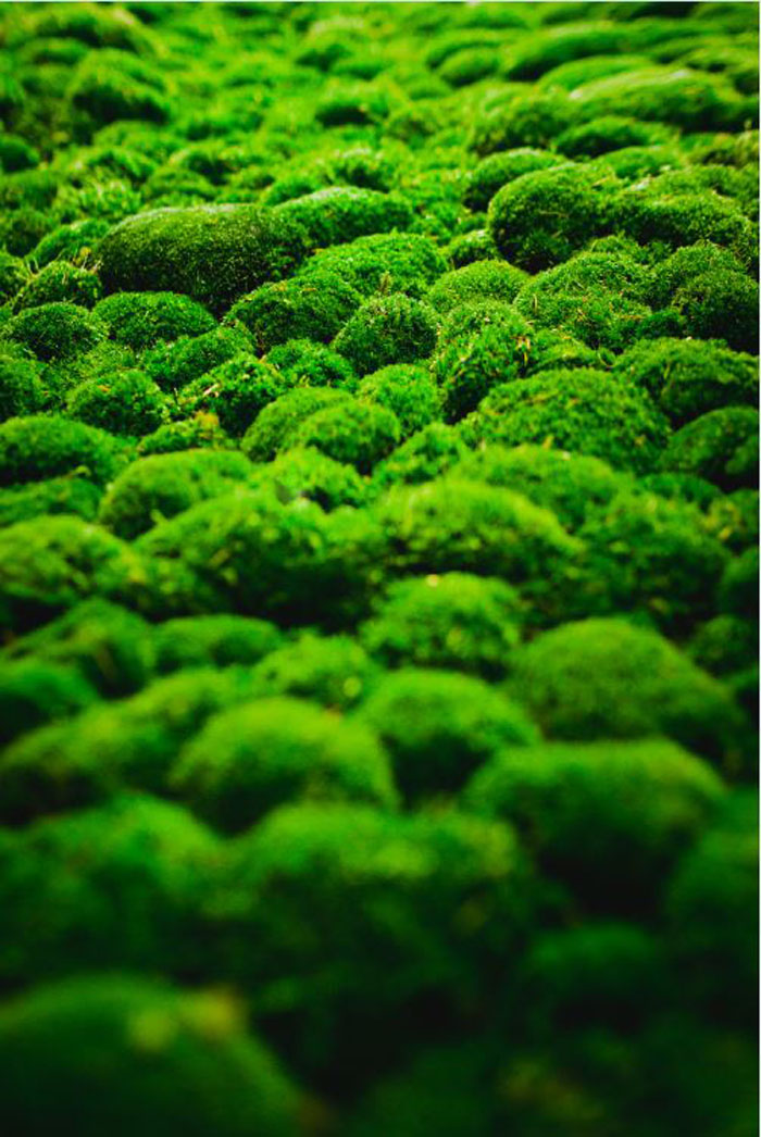 moosbildd3 Wandbild Kugelmoos 2,45x1,0 m (BxH) gedruckt