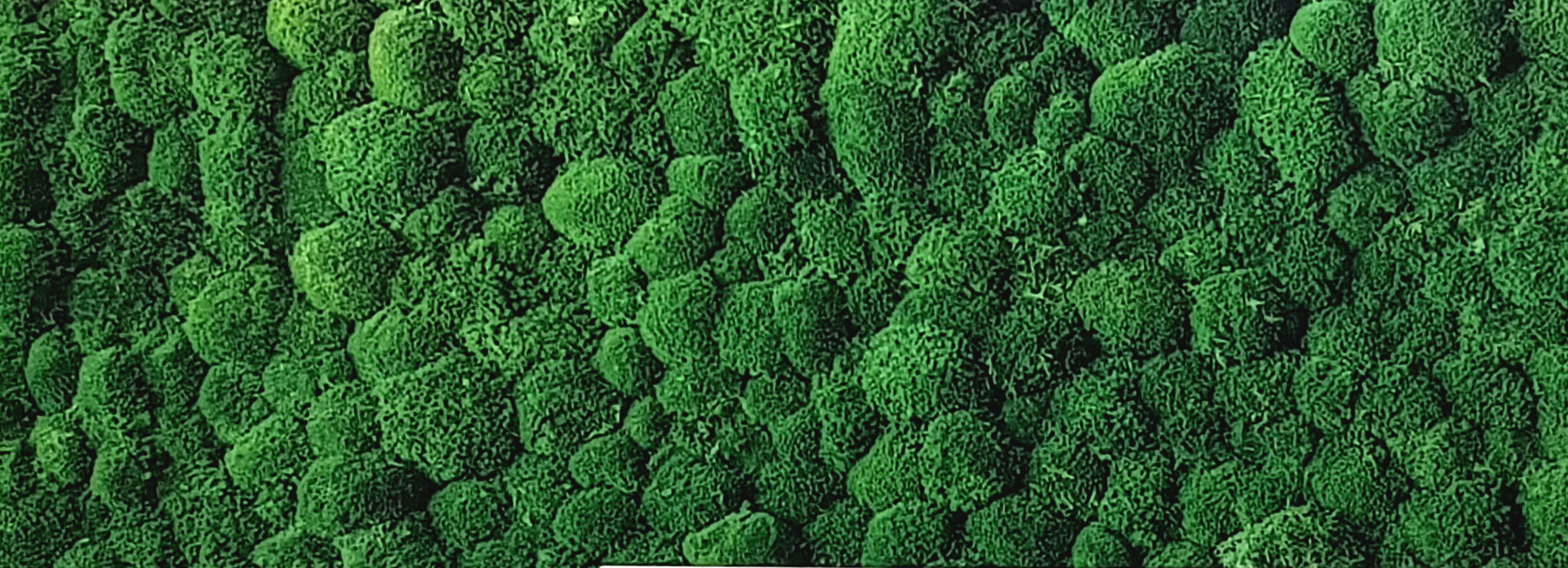 moosbild_ Wandbild Kugelmoos 2,45x1,0 m (BxH) gedruckt